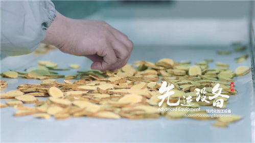 天芪生物科技賦能，子洲黃芪工業提取煥新傳承